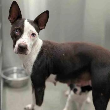 Rescue Terrier and Mixed Breed Dogs for Adoption in Nampa, Idaho - Sapphire | PetCurious