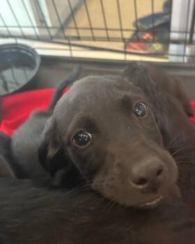 Schnauzer Dogs Available for Adoption - Slater (Sx7 Pups) | PetCurious