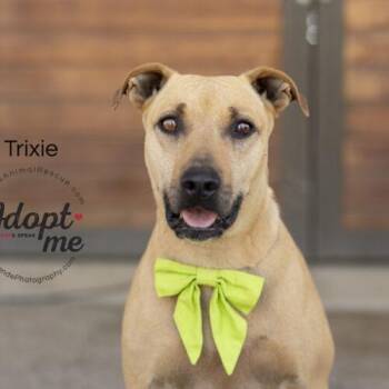 Trixie -  American Staffordshire Terrier Dog for Adoption in Bakersfield, California - Trixie | PetCurious