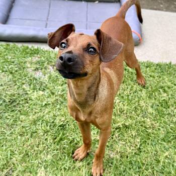Bobby -  Miniature Pinscher Dog for Adoption in Temecula, California - Bobby | PetCurious