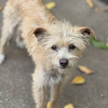 Australian Terrier Dogs Available for Adoption in Murrieta, California - Clarence | PetCurious