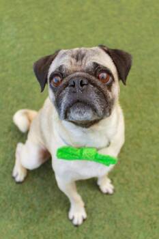 Boca -  Pug Dog for Adoption in Gardena, California - Boca | PetCurious