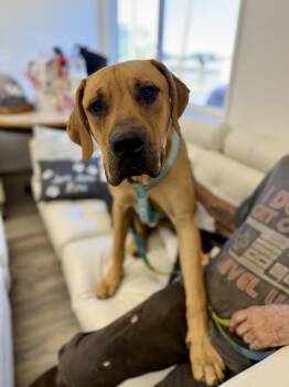 Scooby doo -  Great Dane Dog for Adoption in Sonora, California - Scooby Doo | PetCurious