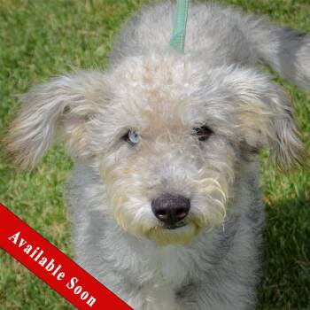 Fidy -  Poodle and Schnauzer Dog for Adoption in Huntley, Illinois - Fidy | PetCurious