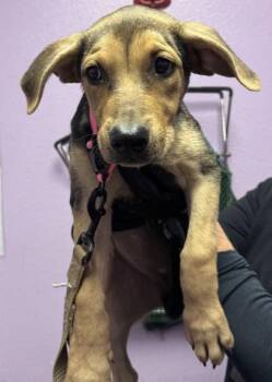 61312567 -  Mixed Breed Dog for Adoption in El Paso, Texas - 61312567 | PetCurious