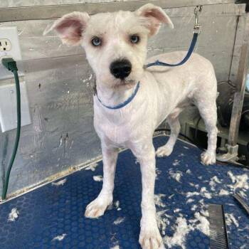 Spice -  Miniature Schnauzer Dog for Adoption in Danville, Vermont - Spice | PetCurious