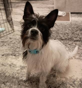 Rescue Terrier Dogs for Adoption in Troutdale, Oregon - Prince | PetCurious
