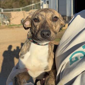 Greyhound Dogs Available for Adoption - Boo | PetCurious