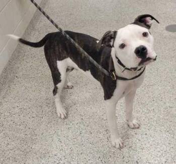 Preppy -  Pit Bull Terrier and Mixed Breed Dog for Adoption in Kansas City, Missouri - Preppy | PetCurious