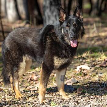 German Shepherd Dog Dogs Available for Adoption in St. Louis, Missouri - FRISKY | PetCurious