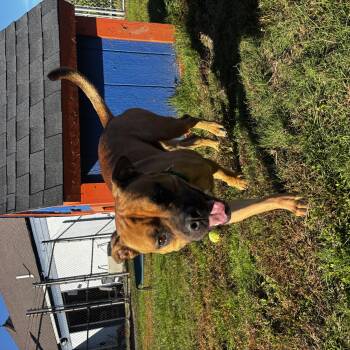 Jagger -  Labrador Retriever Dog for Adoption in Cranston, Rhode Island - Jagger | PetCurious