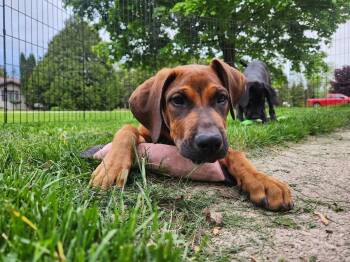 Hound and Great Dane Dogs Available for Adoption in New London, Wisconsin - Maple | PetCurious