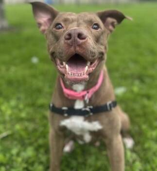 Xena -  Mixed Breed Dog for Adoption in Dubuque, Iowa - Xena | PetCurious