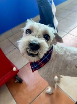 Terrier Dogs Available for Adoption - Angel | PetCurious