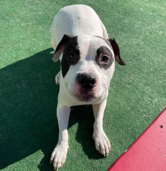 Mixed Breed Dogs Available for Adoption - Silas | PetCurious