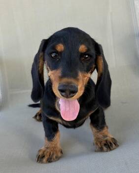 Odie -  Dachshund Dog for Adoption in Hesperia, California - Odie | PetCurious