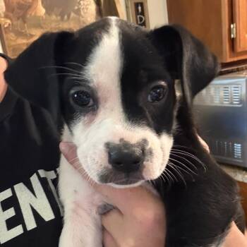 Hula -  Mixed Breed Dog for Adoption in Bentonville, Arkansas - Hula | PetCurious