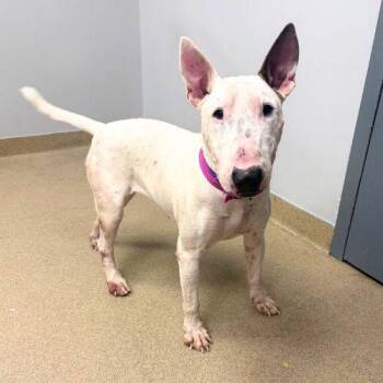 FRANKIE -  Bull Terrier Dog for Adoption in Aurora, Colorado - FRANKIE | PetCurious