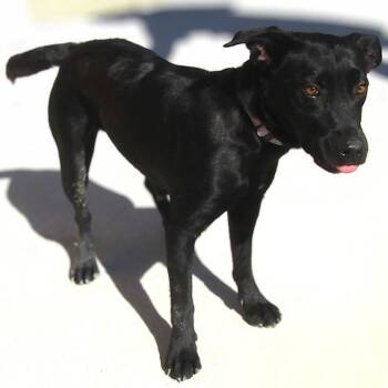 Mixed Breed Dogs Available for Adoption in Las Cruces, New Mexico - Hula | PetCurious
