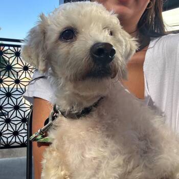 Scout -  Maltipoo Dog for Adoption in San Diego, California - Scout | PetCurious