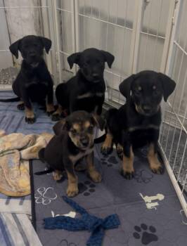 LITTER of 8 - Runty -  Rottweiler Dog for Adoption in North Miami Beach, Florida - LITTER Of 8 - Runty | PetCurious
