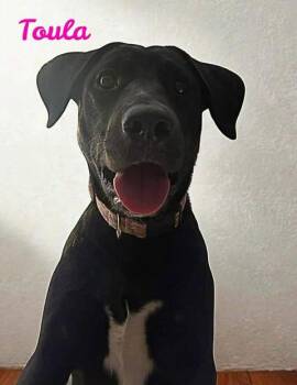 Black Labrador Retriever and Catahoula Leopard Dog Dogs Available for Adoption in Madisonville, Louisiana - TOULA | PetCurious