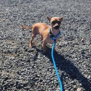 Chihuahua Dogs Available for Adoption - Wrangler | PetCurious