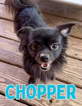 Chopper -  Pomeranian and Chihuahua Dog for Adoption in Shalimar, Florida - Chopper | PetCurious