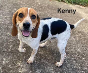 KENNY B -  Beagle Dog for Adoption in Franklin, Tennessee - KENNY B | PetCurious