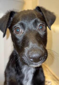 LoverBoy Henri -  Belgian Shepherd Malinois and Chihuahua Dog for Adoption in Houston, Texas - LoverBoy Henri | PetCurious