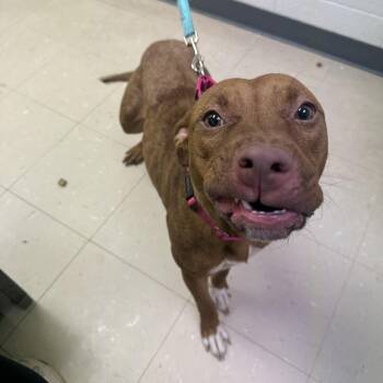 Mixed Breed Dogs Available for Adoption in Pittsburgh, Pennsylvania - Adele | PetCurious
