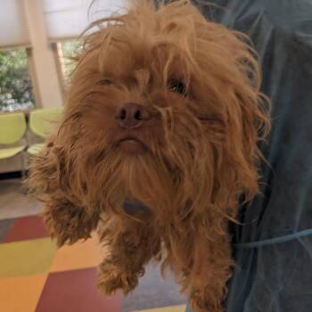 Bad Boi -  Mixed Breed Dog for Adoption in Philadelphia, Pennsylvania - Bad Boi | PetCurious