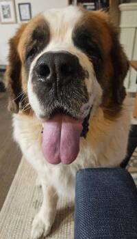 Rescue Saint Bernard Dogs for Adoption in Larkspur, Colorado - Peanut | PetCurious