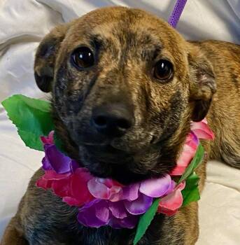 Terrier Dogs Available for Adoption - Sydney | PetCurious