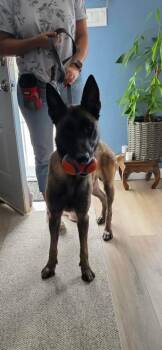 Belgian Shepherd Malinois Dogs Available for Adoption - Seven | PetCurious