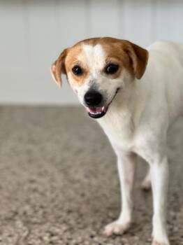 Rescue Terrier Dogs for Adoption in Humacao, Humacao - Kevin | PetCurious