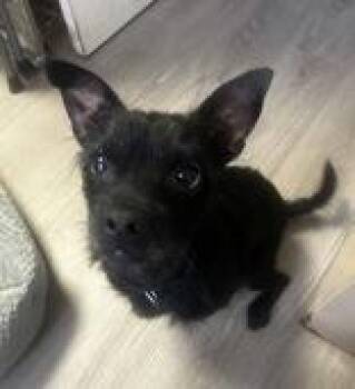 Cairn Terrier Dogs Available for Adoption - Toby | PetCurious