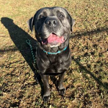 Cane Corso Dogs Available for Adoption - Bully | PetCurious