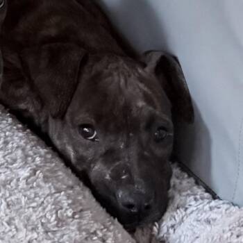 Yoshi -  American Staffordshire Terrier and Chocolate Labrador Retriever Dog for Adoption in Northville, Michigan - Yoshi | PetCurious