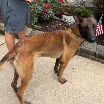 Raider -  Belgian Shepherd Malinois Dog for Adoption in Chester Springs, Pennsylvania - Raider | PetCurious
