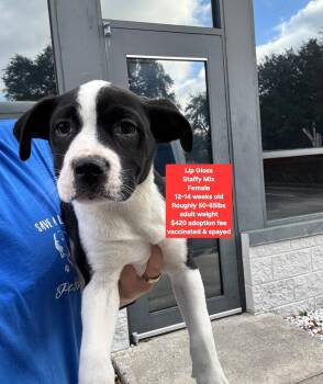 Staffordshire Bull Terrier Dogs Available for Adoption - Lip Gloss | PetCurious