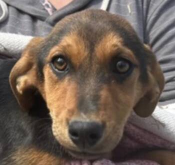 Airedale Terrier and Australian Cattle Dog Blue Heeler Dogs Available for Adoption - Sparrow Oiseau | PetCurious