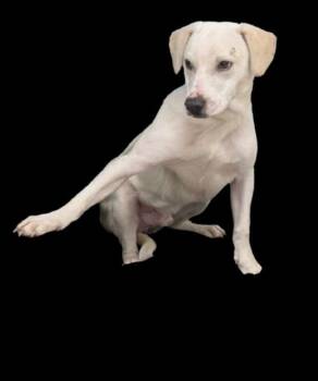 Waffles -  Labrador Retriever Dog for Adoption in Little Rock, Arkansas - Waffles | PetCurious