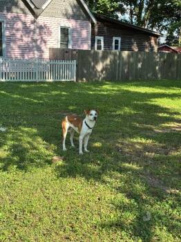 Judd -  Mixed Breed Dog for Adoption in Jackson, Tennessee - Judd | PetCurious