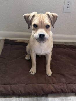 CONRAD -  Pug and Chihuahua Dog for Adoption in Broomfield, Colorado - CONRAD | PetCurious