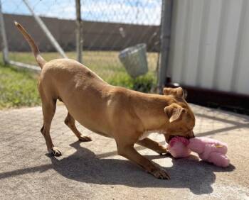 Chiweenie Dogs Available for Adoption in Carrollton, Texas - Roxy | PetCurious