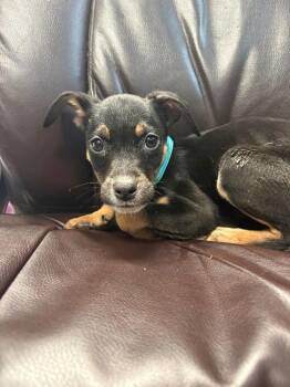 Porcini -  Australian Cattle Dog Blue Heeler Dog for Adoption in Carson City, Nevada - Porcini | PetCurious