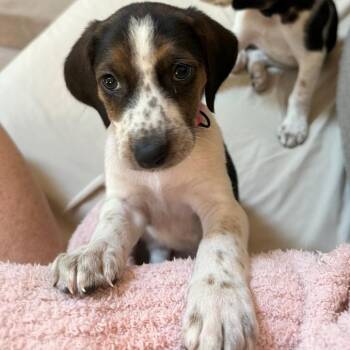 London Calling -  Hound and Mixed Breed Dog for Adoption in Fredericksburg, Virginia - London Calling | PetCurious