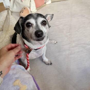 Grampa Sausage -  Jack Russell Terrier Dog for Adoption in Los Angeles, California - Grampa Sausage | PetCurious