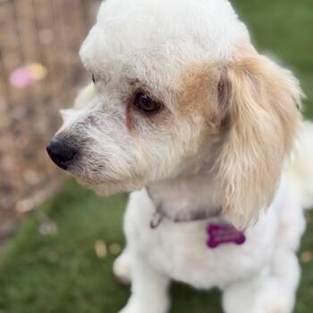 Poodle and Mixed Breed Dogs Available for Adoption in Phoenix, Arizona - Kona | PetCurious